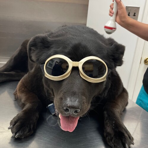 patriot , dog rescuer ,trump won.