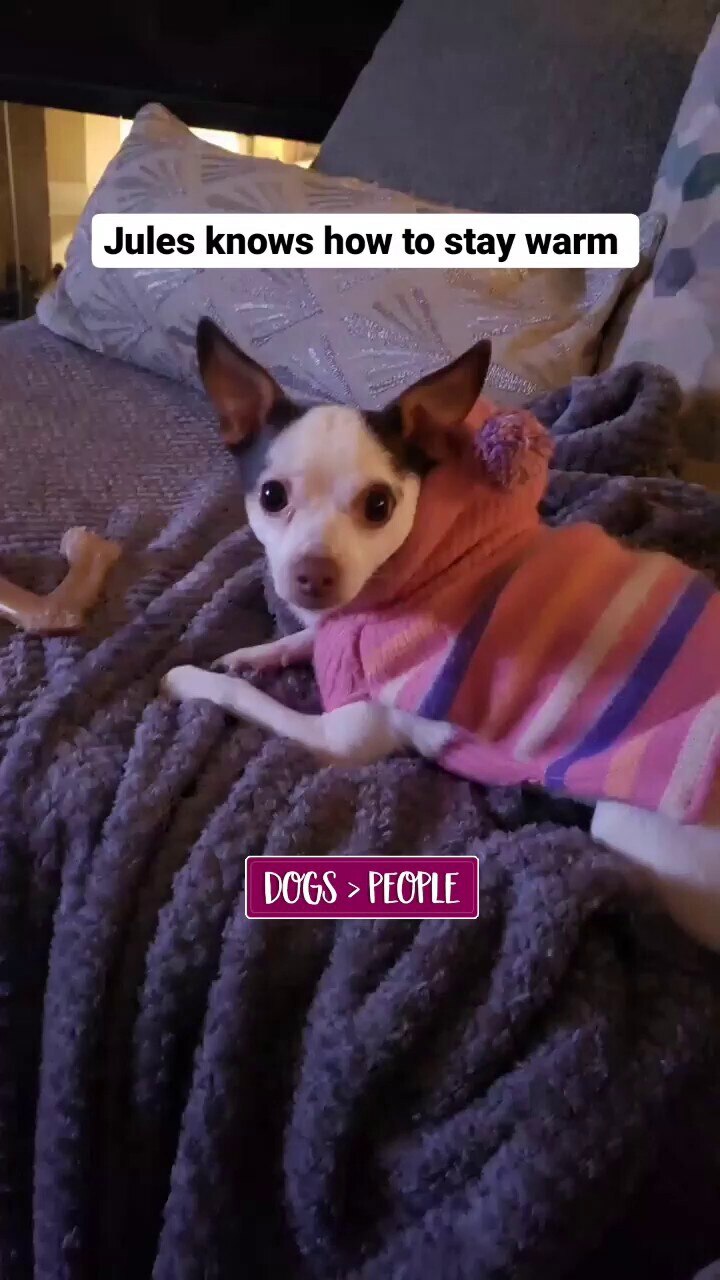 🖕🖕Fauci #faucilieddogsdied 