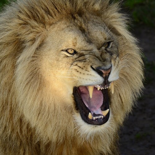 Truth, God, America First! Trump won. Defeat the Commies! Roar like a Lion! No fear!!