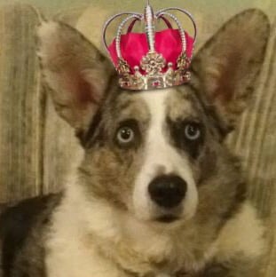 YouTube channel Oh My Dog, hosted by Whisky and Corgi Co Star, Belle. Whisky is a Canine Psychologist with a Batchelor of Science Degree in Canine Psychology