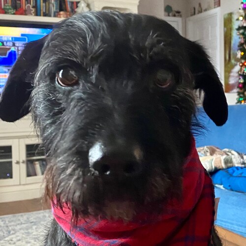 MAGA, WARROOM Posse, Patriotism is in my blood 🇺🇸 Prolife always ❤️