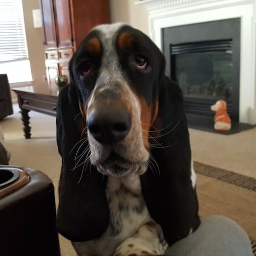 Trump is my President! American Patriot, Basset Hound Mom