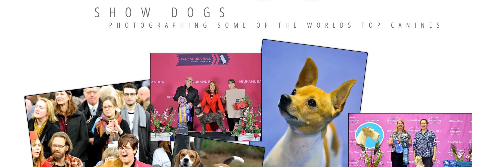 Eye4Dogs
