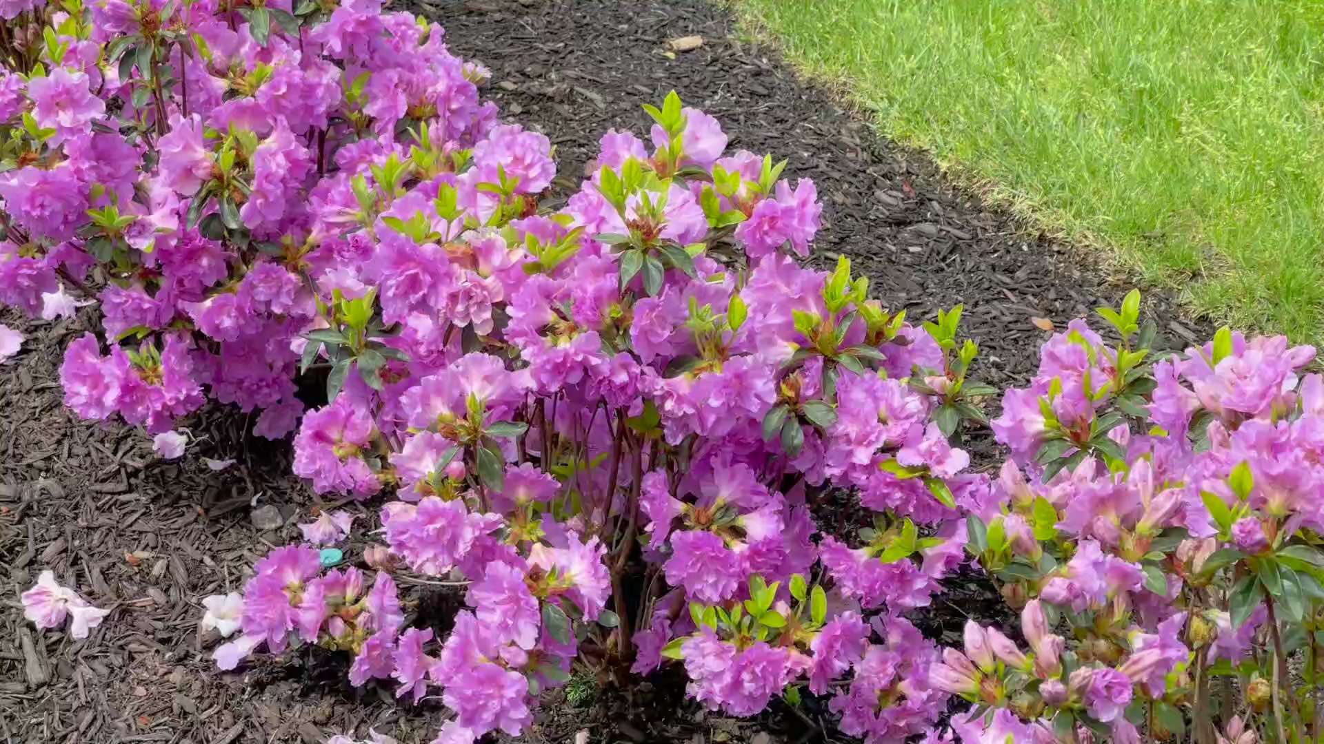  5月8号：尊敬的战友们好……七嫂在给七哥做铁锅炖大魚……