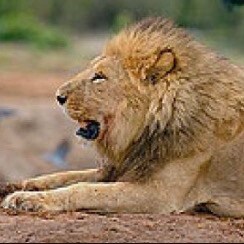 Visit angelo_1776's profile on GETTR. View their posts, photos, videos, and connect with them on the social platform.