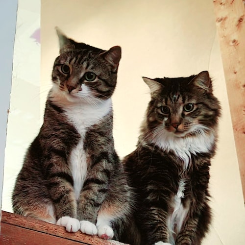 Visit PatriotKat17🍊🚛's profile on GETTR. View their posts, photos, videos, and connect with them on the social platform.