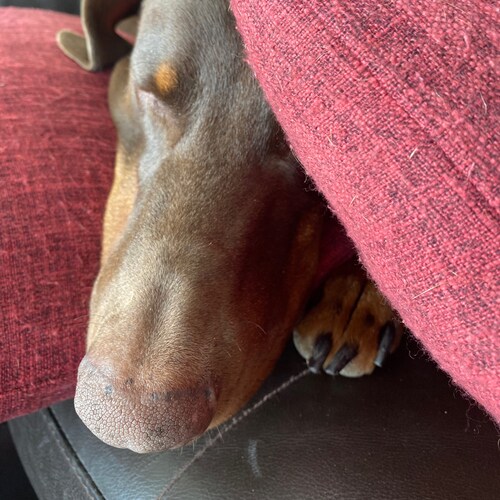 Capitalist, Objectivist, fallen Catholic, Texan by choice, clinging to my Sig Sauer, my Bible and my reason. Helicopter ...