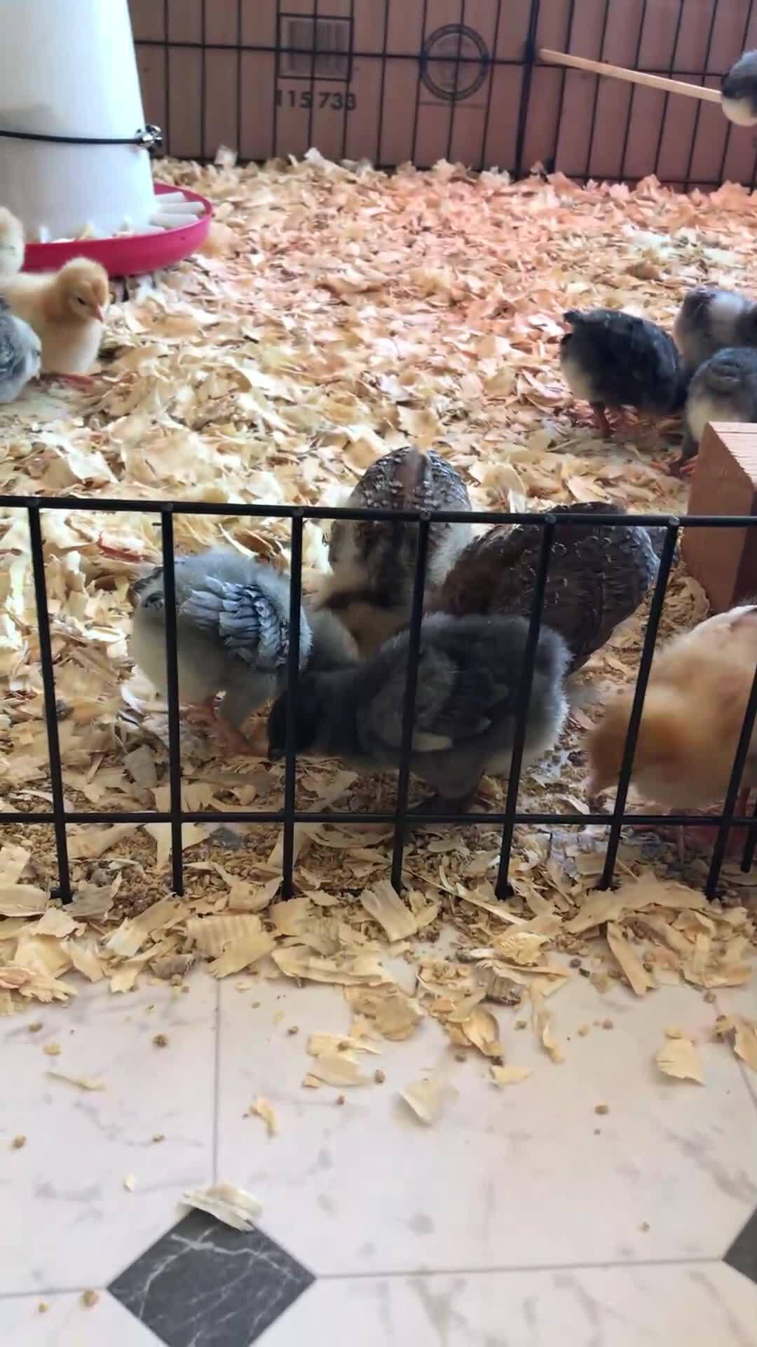 Oh my gosh these chicks are as cute as anything!  🐥🐥🐥
#chicks #farmerbrooke #urbanfarmer #babychi...
