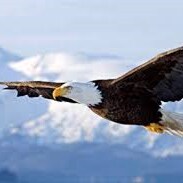 A Proud Conservative Patriot who loves freedom and liberty.
