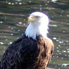 Family-Golf-God-Make America Great Again