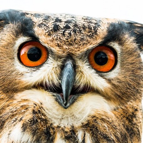 Largely nocturnal. Powerful talons. Known to soar on updrafts