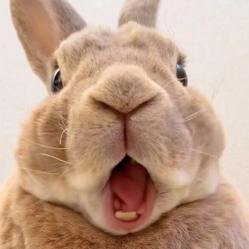 Chinese people ≠  Communist Party of China (CCP).Chinese people are the victims of the CCP (Chinese Gov)