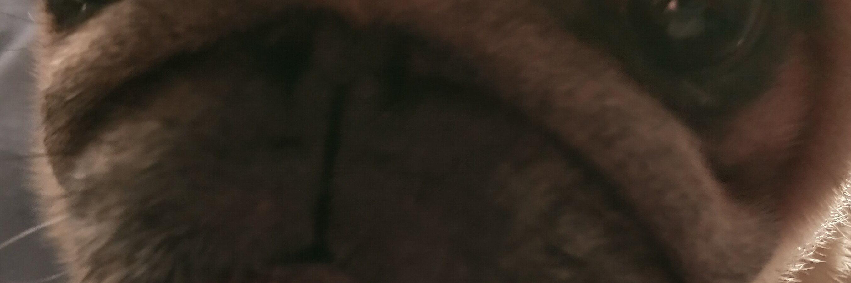 Moondoggg