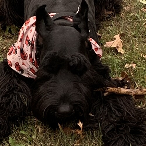 Visit Conservative60's profile on GETTR. View their posts, photos, videos, and connect with them on the social platform.