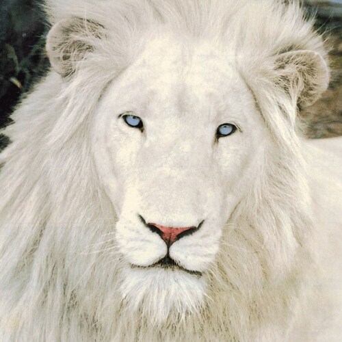 Here to kick ass & take no prisoners. Won't be cancelled or censored. Loves GOD, family, country & rock!!!! ALWAYS a Lio...