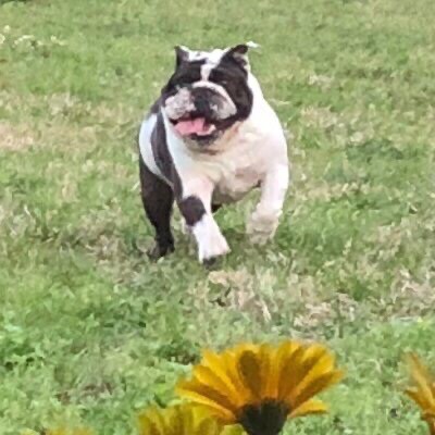 God, Family and Country. Blessed 🙌🏼 wife and mother of two sons; Vilomah of one. 💔 Bulldog addict, breeder. 🐾  Proud Patriot. 🇺🇸