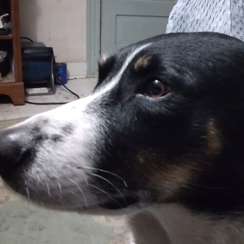 inde journalist, small l libertarian, country boy with a raging bone for corrupt and malicious people who thrive off of ...