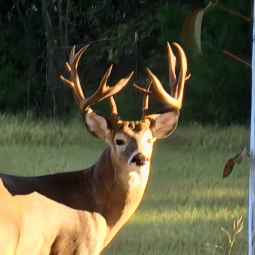 Left big city for country living. 
Wife to a Poultry Relocation Specialist (Truck Driver), and mom to a Babysitter of in...