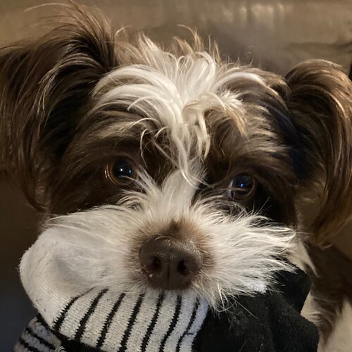 Conservative, Christian, husband, father, conspiracy theorist