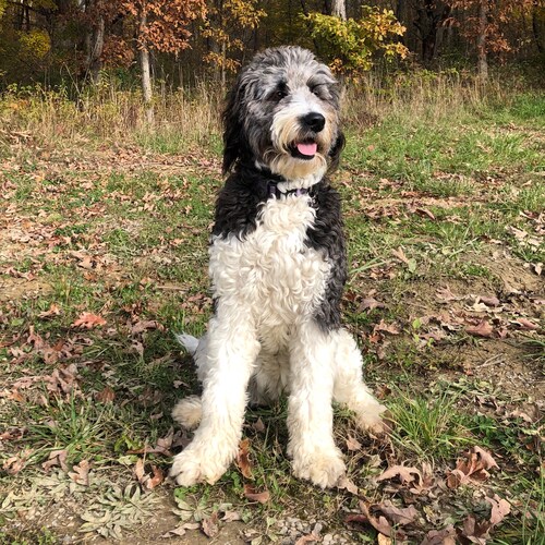 American, Patriot, Marine, Back the Blue, love dogs and Roll Tide