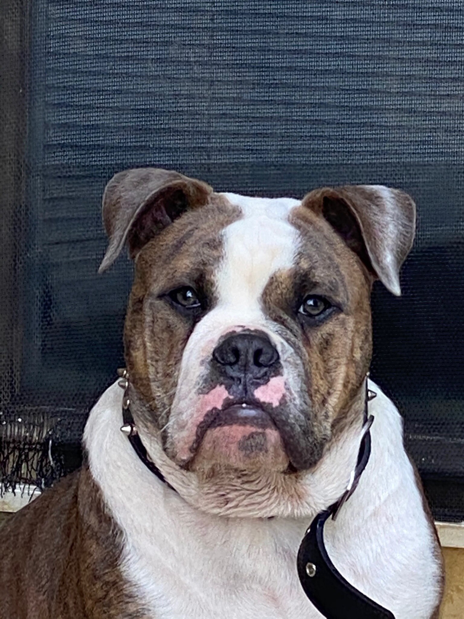 My neighborhood watch program, he sounds the alarm and I back him up with a license to carry. GOD Bless Texas and a population that loves their guns. As our old motto says.. Come and Take It. Bocephus is on duty.