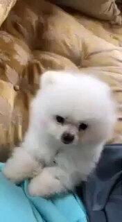 1月27号：谢谢来福福战友，发来保存的……SNOW 视频🙏🙏🙏🙏🙏🙏美好的回忆！