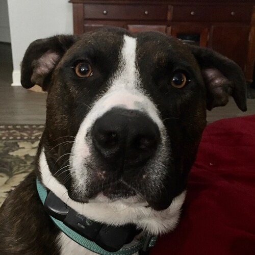 Christian Conservative