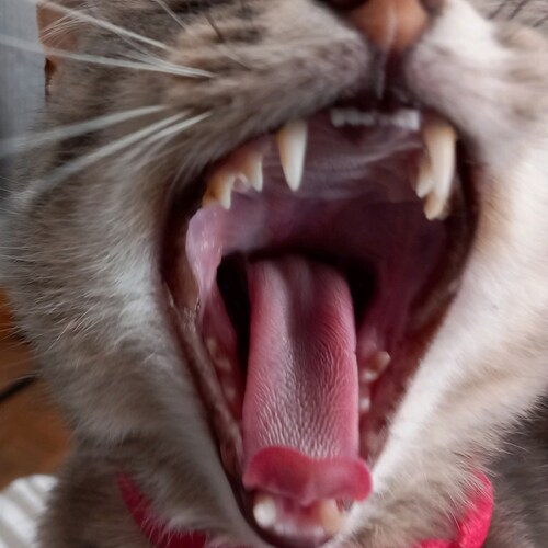 Je vous souhaite des rêves à n'en plus finir et l'envie furieuse d'en réaliser quelques uns ( Jacques Brel)     
       ...