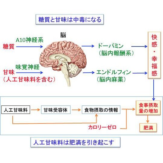 砂糖と人工甘味料と覚醒剤

砂糖は数ある食品の中でも最強に近い毒であり、もともと人間の体は砂糖を直接取るようには出来ていないことは、何回も書いてきたことです。
糖分は様々な病気をもたらしますがその甘さ...