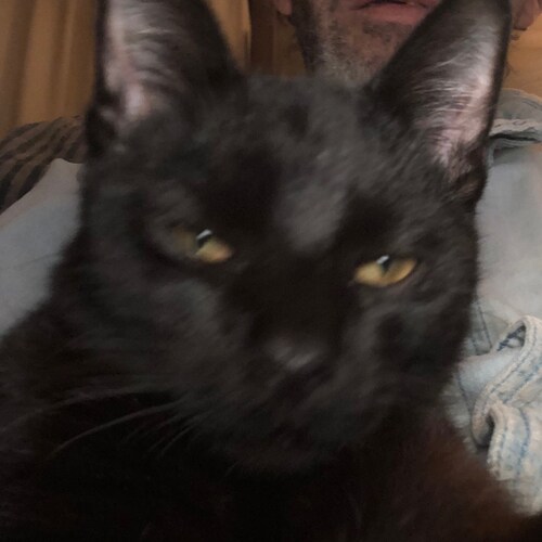 The Big cat from Twitter & Gab. Republican conservative Bible thumping Cat from out Southeast Texas way. Caution posts are not politically correct