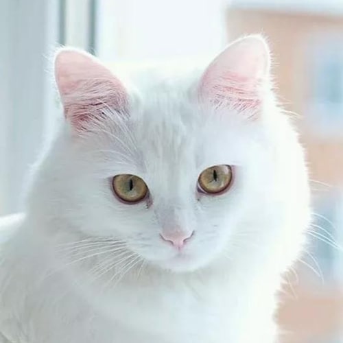 Visit long(互粉)'s profile on GETTR. View their posts, photos, videos, and connect with them on the social platform.