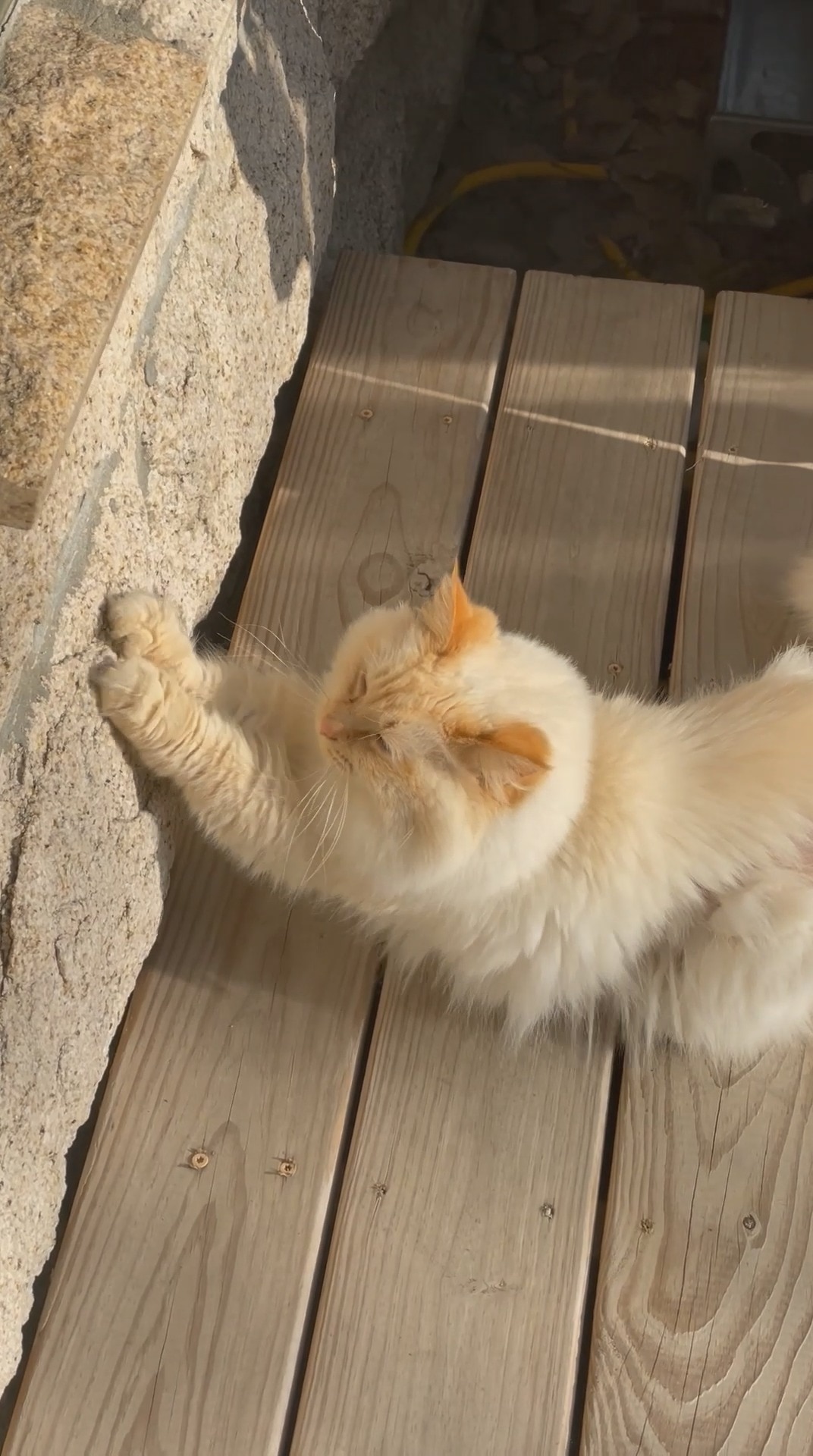 The Oblate Sisters of the Holy Face who work at St. Gertrude the Great Roman Catholic Church adopted...