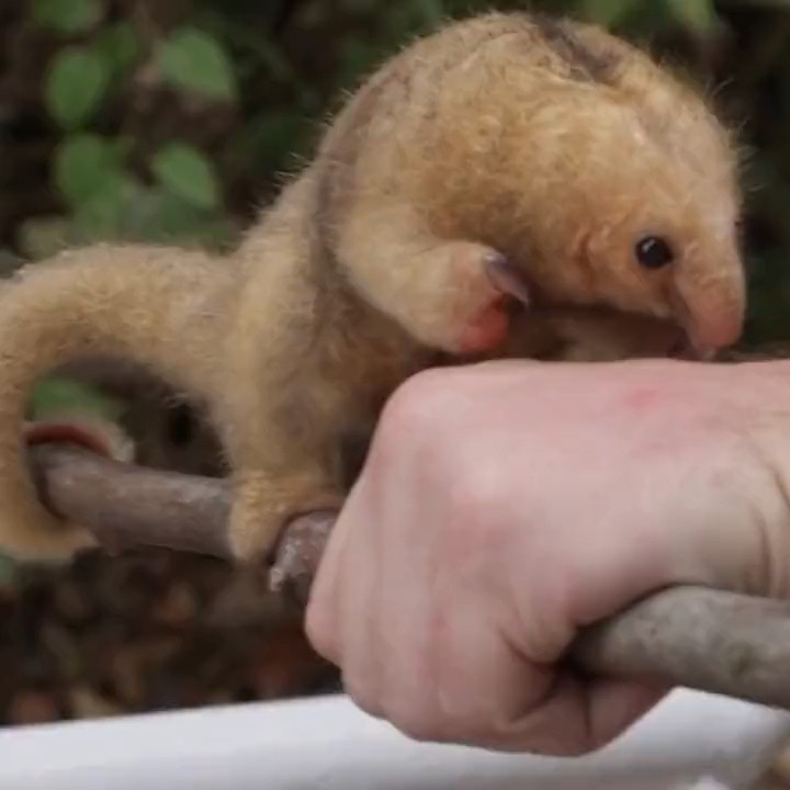 Animal Planet on GETTR: The silky anteater is the smallest of all known ...