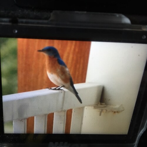 Christian. Trump Won! Patriot.  I salute the flag. No mandates. 2020 Treason. Grandma.  Quilter. Bird Watcher.