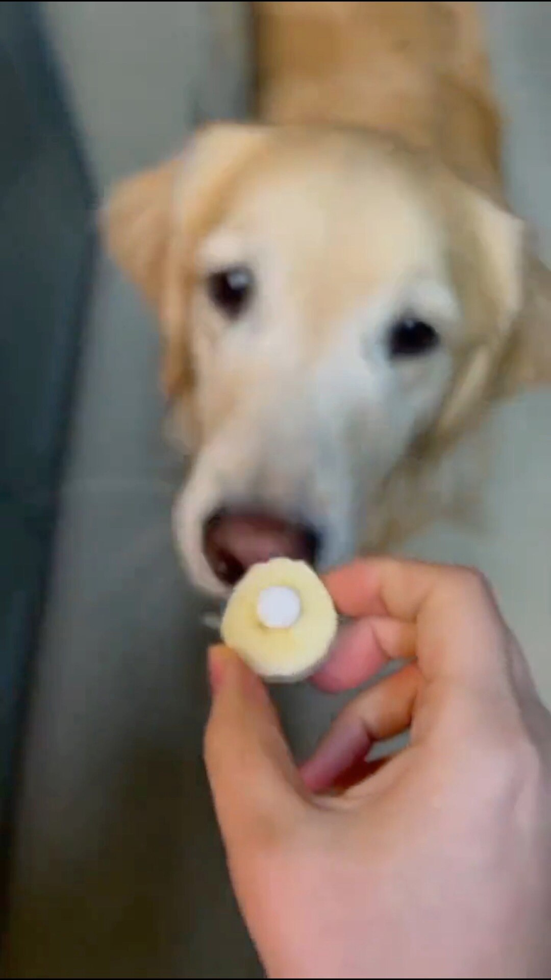 好果🍒 on GETTR Is it possible to trick a dog into taking medicine? 🤣