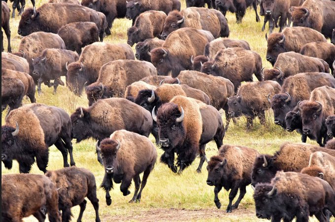 In the USA, 60 million buffalo and 10 million elk roamed at any one time until they were almost wipe...