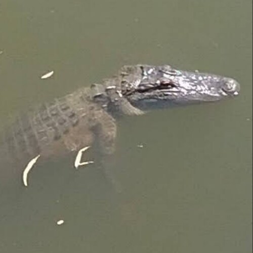 Have I Not Command You. Be Strong & Of Good Courage. Be Not Afraid Nor Dismayed. For the Lord Your God Is With You Where...