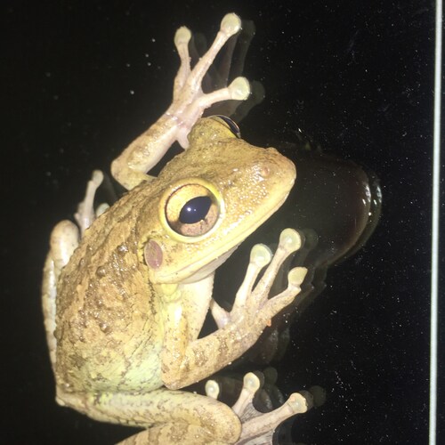 Visit Frogmaffei's profile on GETTR. View their posts, photos, videos, and connect with them on the social platform.