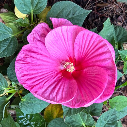 Christian, love our great country, dogs, cooking and baking