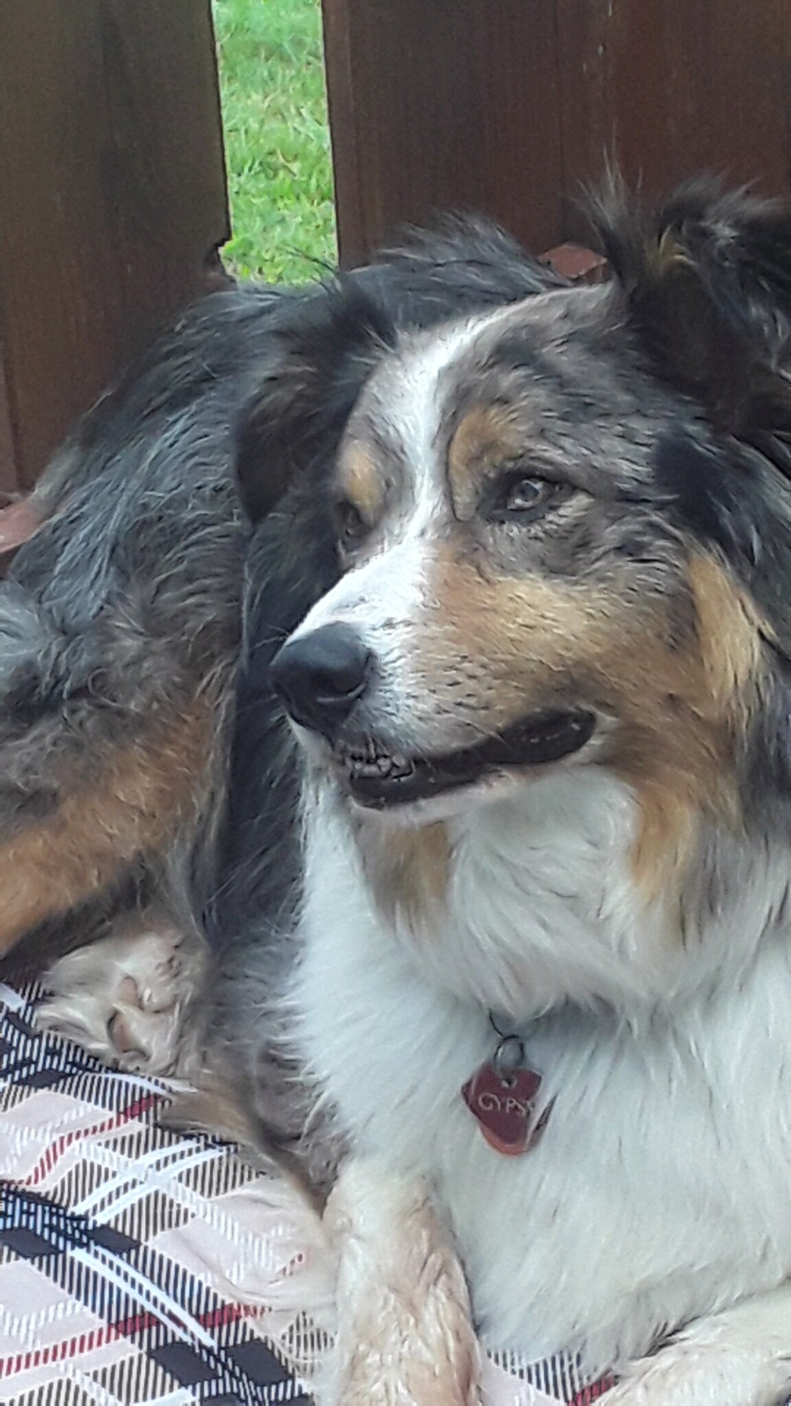 Dog days of summer comingto an end.😪