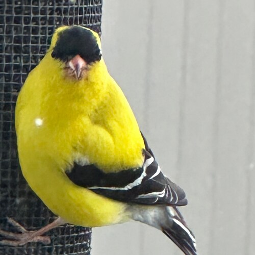 Visit Ranla's profile on GETTR. View their posts, photos, videos, and connect with them on the social platform.