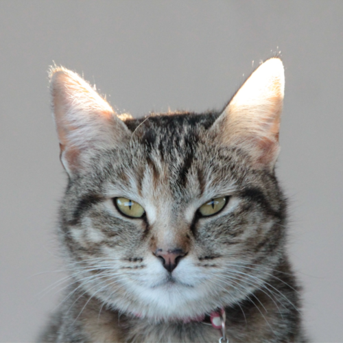 Visit DonDog's profile on GETTR. View their posts, photos, videos, and connect with them on the social platform.