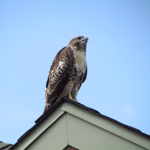 Critical thinking Constitutionalist, who abhors hypocrisy. A total disdain for the ruling class. "Intellectual Honesty b...