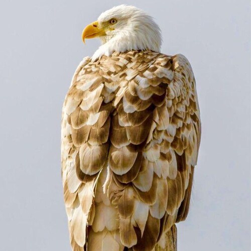 Christian/Conservative/God bless the USA & Israel/Patriot/Jesus is Lord
