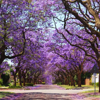 Pure Blood, Mother, Wife, conservative. Stop killing our children! STOP OPEN BORDERS! IMPEACH BIDEN!!!