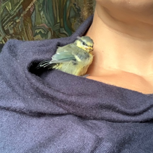 A quiet space where wings meet light.
Hero taught courage, Keisha brings joy, and Bisou carries tenderness.
Three lives,...