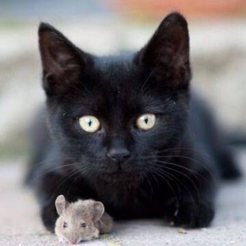 Mom, cat lover, widow. Here for info.