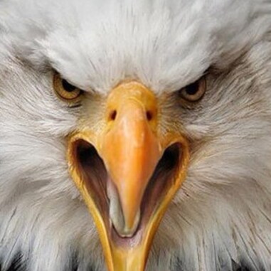 Married, Hate FAKE News and FAKE People, WWG1WGA, MAGA, KAG, Pro 2a/legal carry !   Constitutional Conservative !  PURE ...