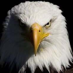 USAF Vet, Patriot, Support 2A