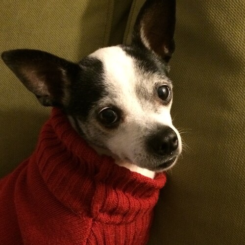 Librarian, Patriot, Animal Lover